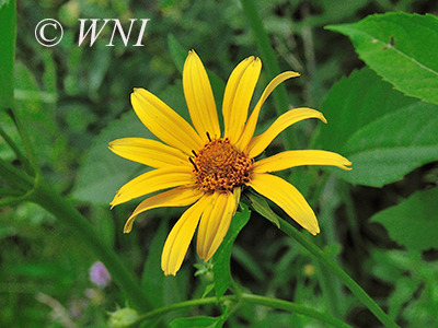 False Sunflower (Heliopsis helianthoides)